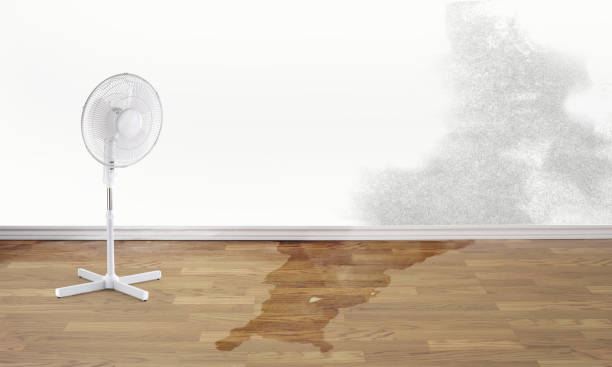 Best Mold removal after water damage  in Westmont, NJ
